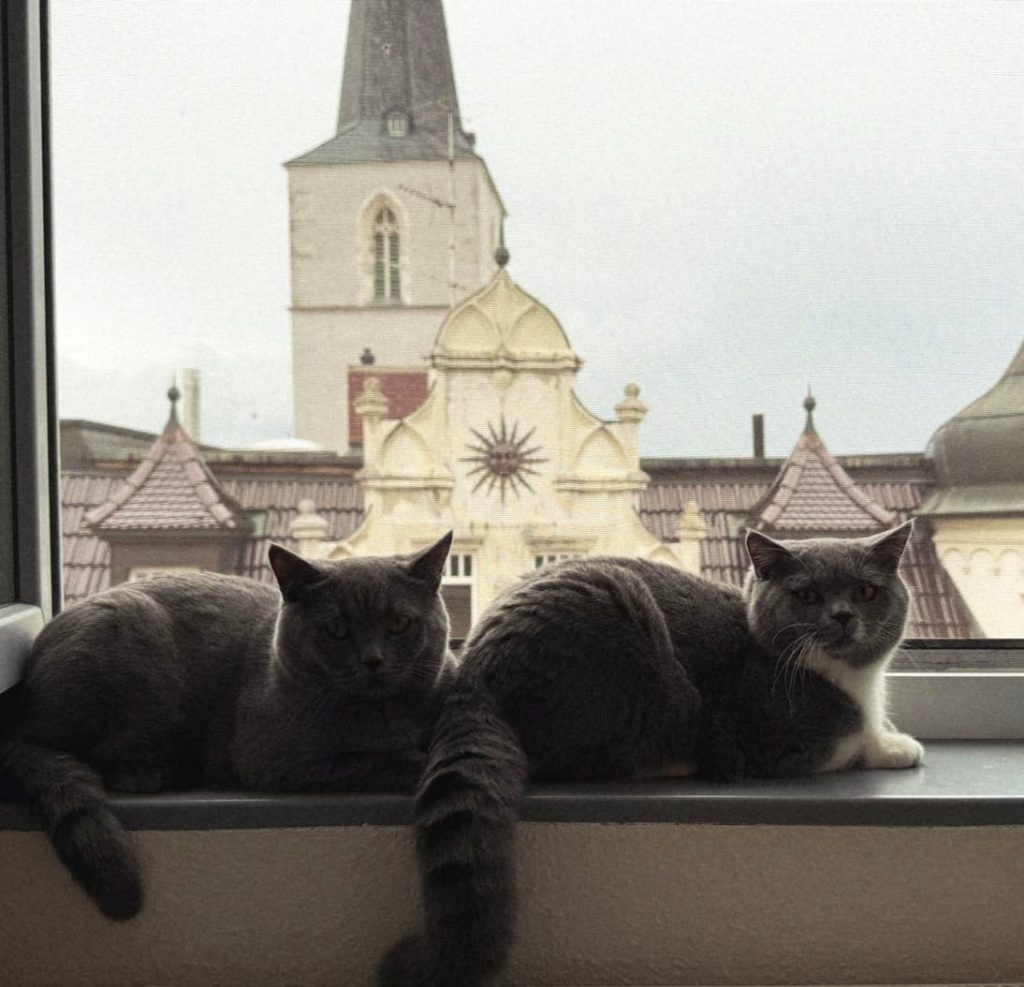 Die Coaching- und Hypnosekater Rio und Simba am Fenster mit Blick über Erfurt.